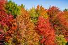 USA, Vermont, Granville. Fall foliage seen from Route 100 in Green Mountains Art Print